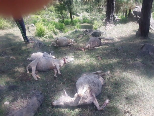 in pak shelling 16 goats and sheep died